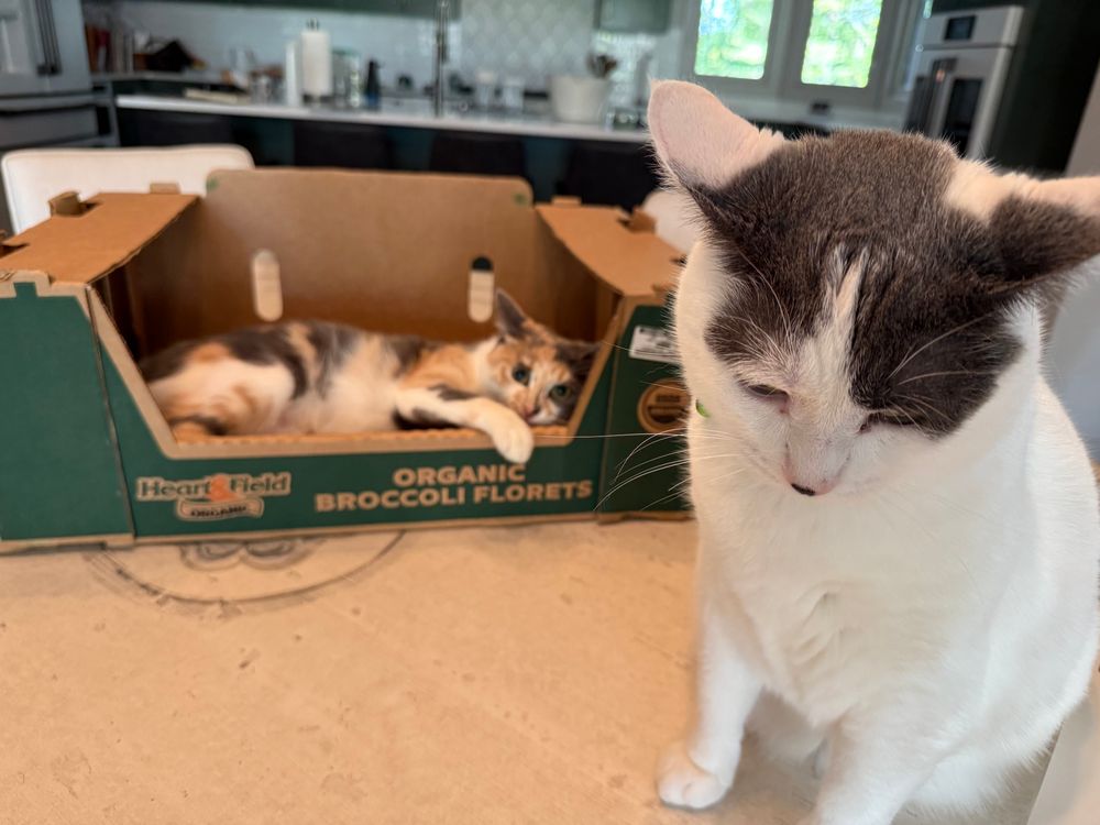 Happy a calico cat, now in the broccoli box looking slightly guilty at Moo kitty who is a white cat next to box looking dejected.