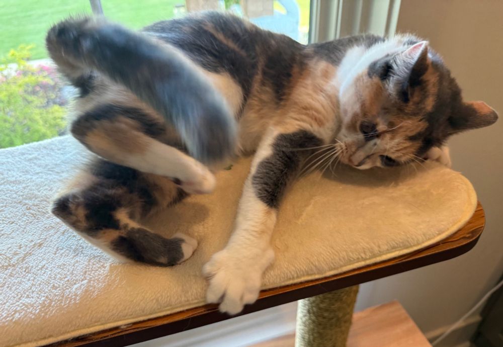 Calico cat is a wiggle butt. Reaching and grabbing onto padded mat and moving back legs and tail, while on cat condo upper platform.