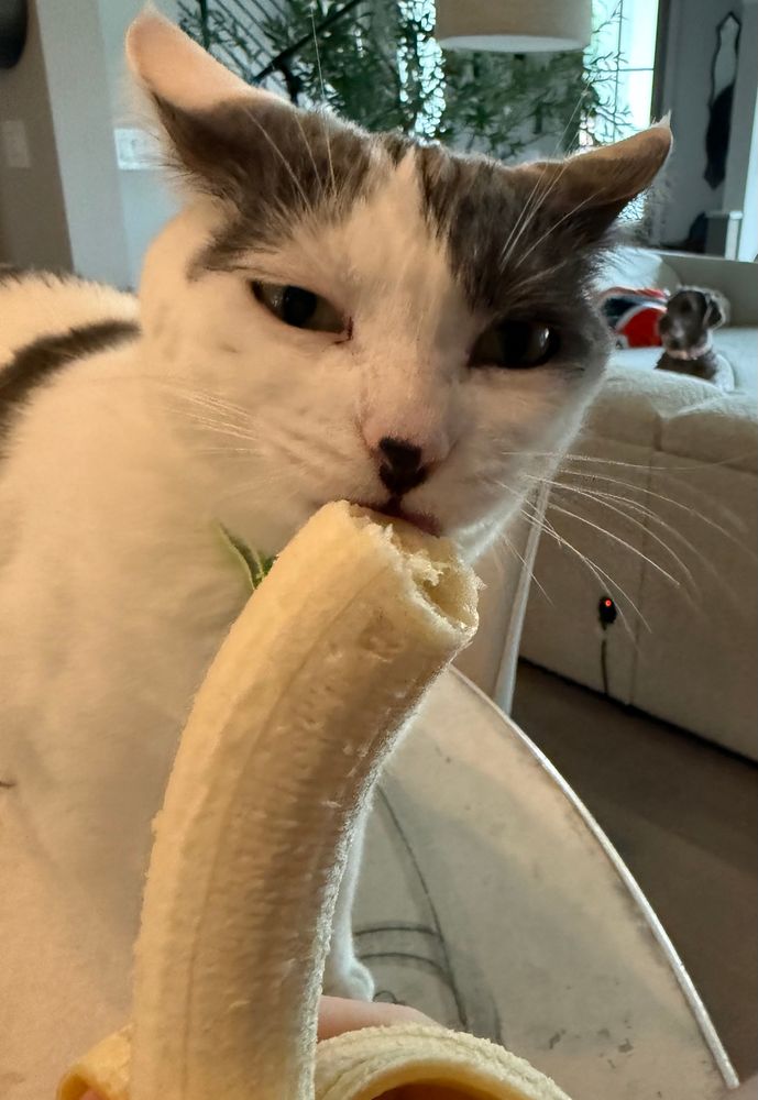 Moo kitty a white with great cat takes licks of a banana with his Dad. Trixie, his dog sister to the right of his head.