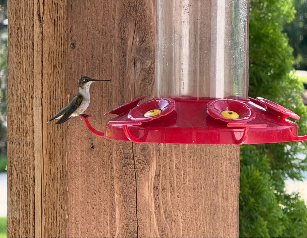 A hummingbird outside Happy’s window…