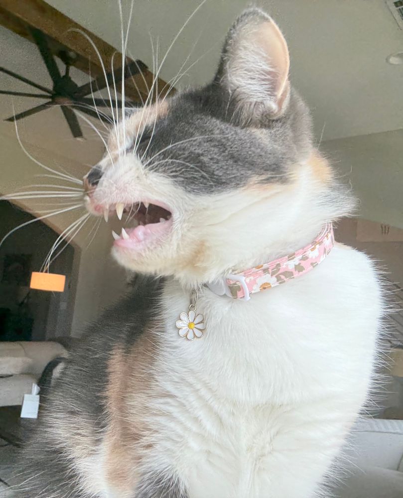 Happy, besides showing off her insane whiskers, has started doing impressions. She is showing her teeth and gums like Jim Carrey did, playing his Fire Marshall Bill character.