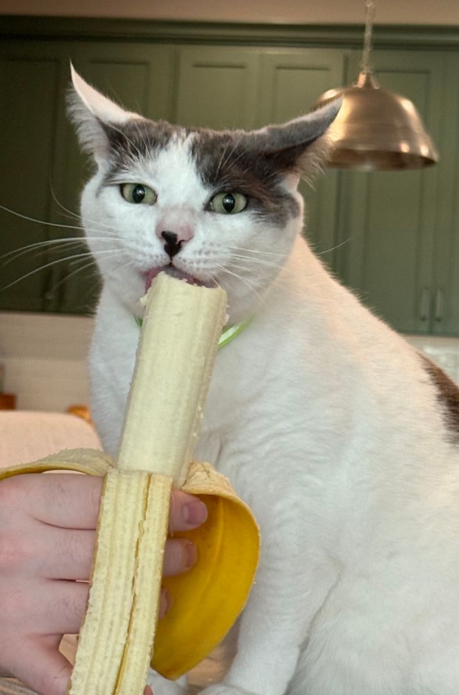 Moo kitty, a white cat with grey markings on top of head and body, shares a banana with his kid!
