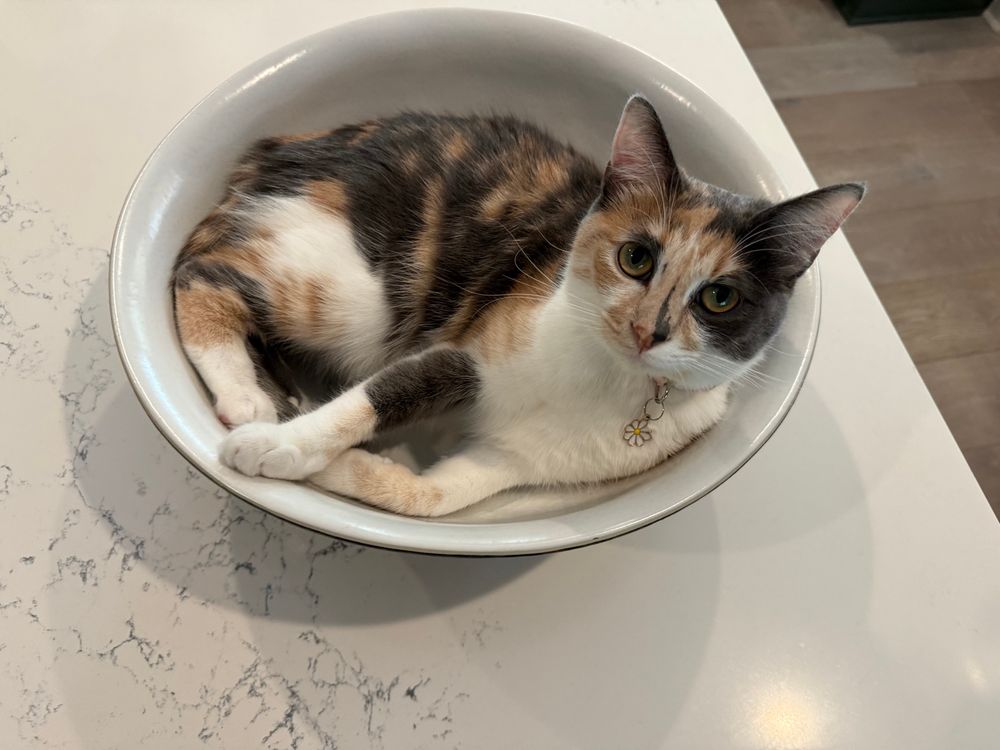 Calico cat with zero bones, curled up in fruit bowl (her bowl), on kitchen counter.
