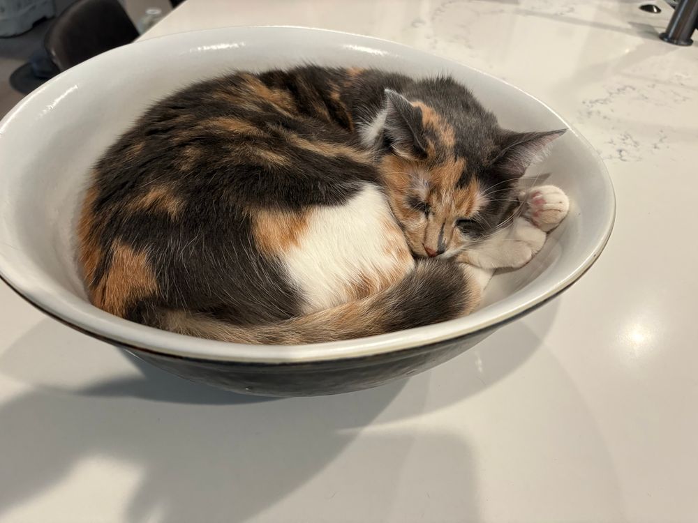 Huge bowl with a calico cat easily curled up inside.