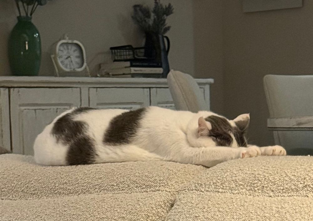 Moo Kitty, a white can with grey splotches has his head buried in between his front paws on the back of a couch.