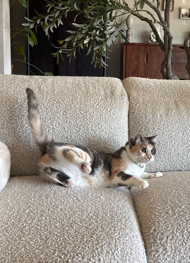 Calico cat on light-colored couch looking restful on the front end and ready to boogie in the back!