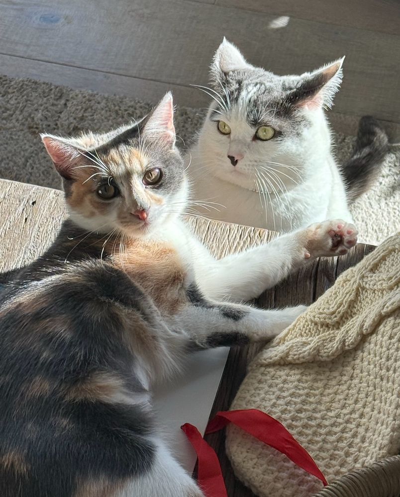 Calico kitten laying on coffee table and brother cat, a white cat with grey markings sitting on floor nearby.