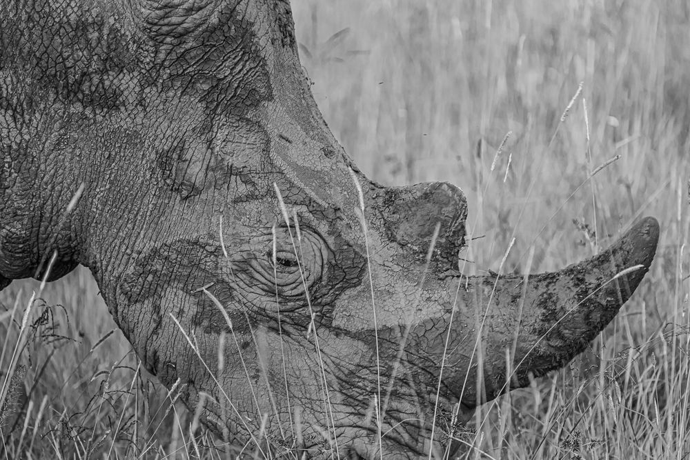close up black and white photograph of a rhino in the nairobi national park. it focuses on the texture of the skin that is covered in mud