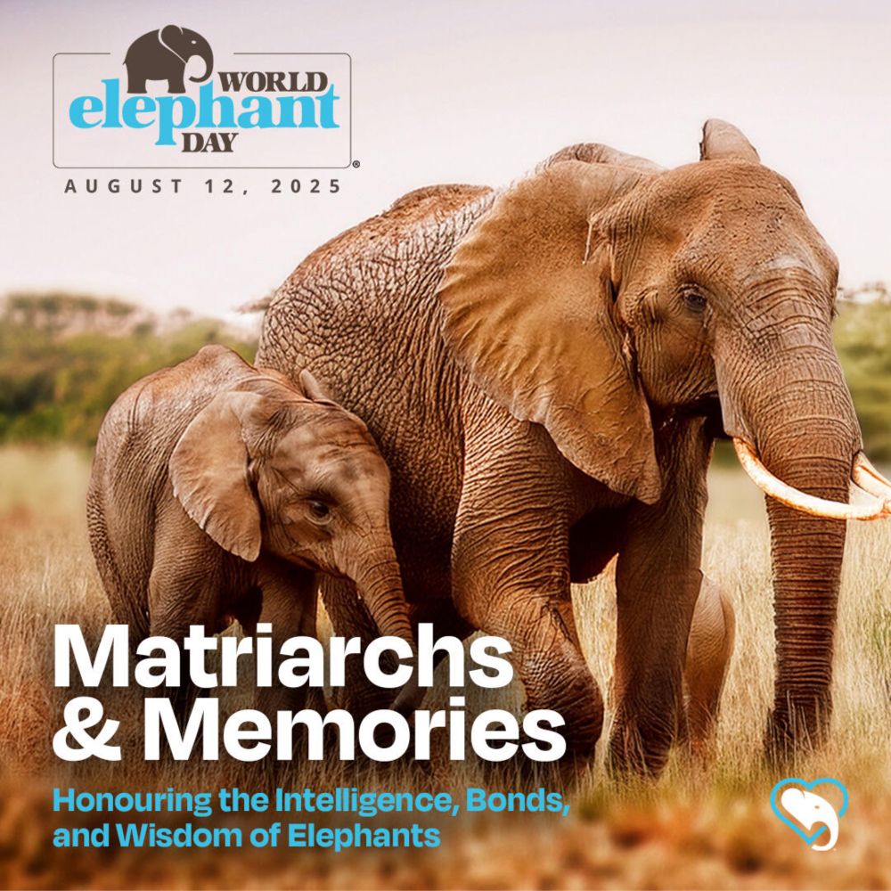 Keeping the Memories of the Matriarchs Alive