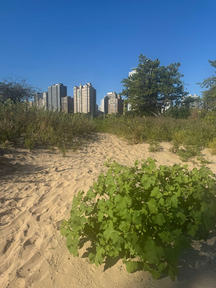 Sand dunes with buildings in the background.