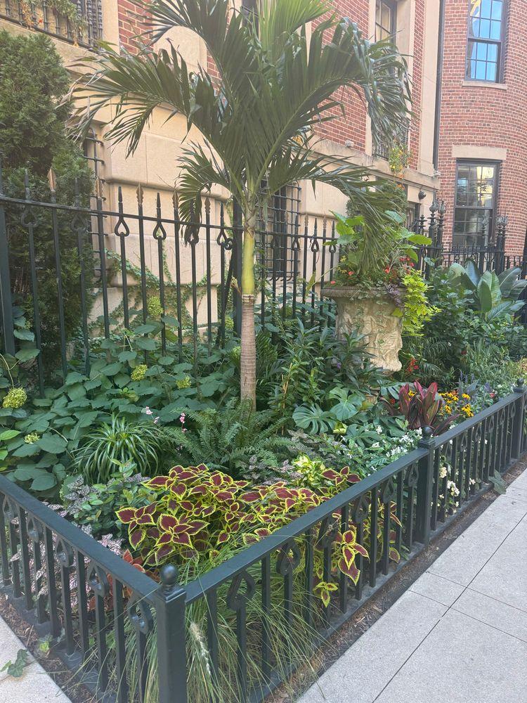 Landscaping on Astor Street
