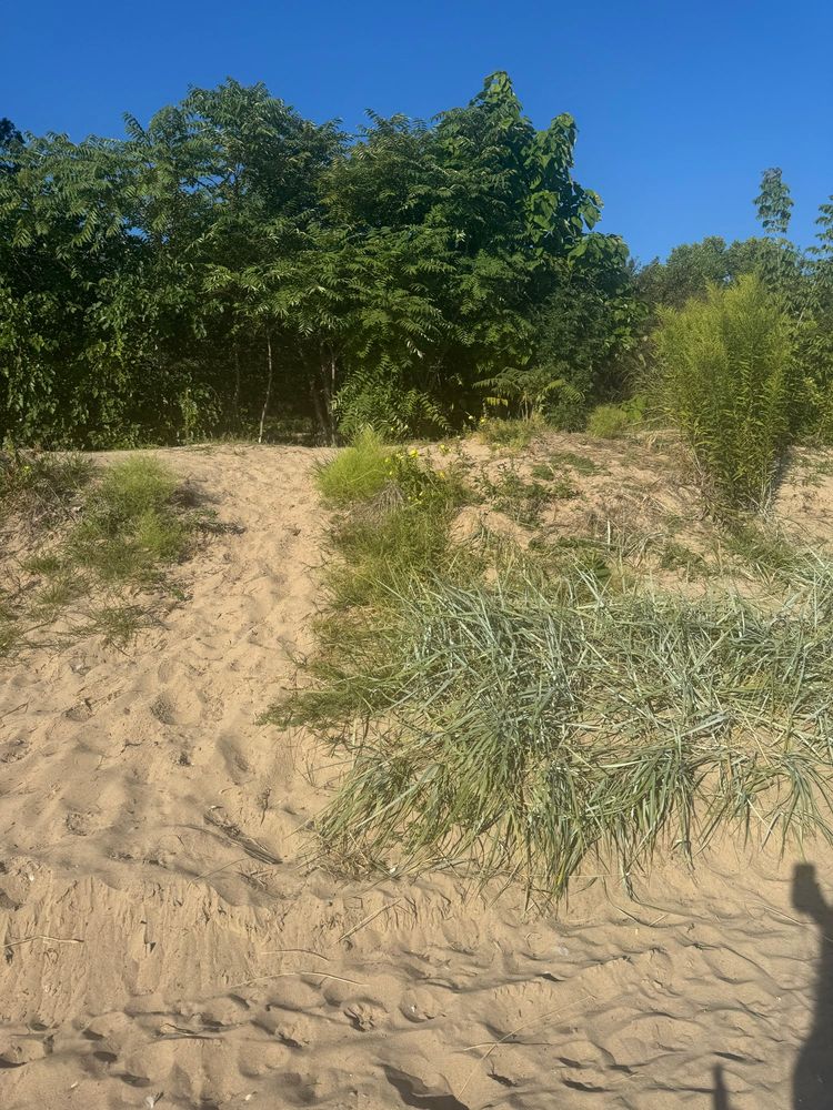 Sand dunes with natural grasses.