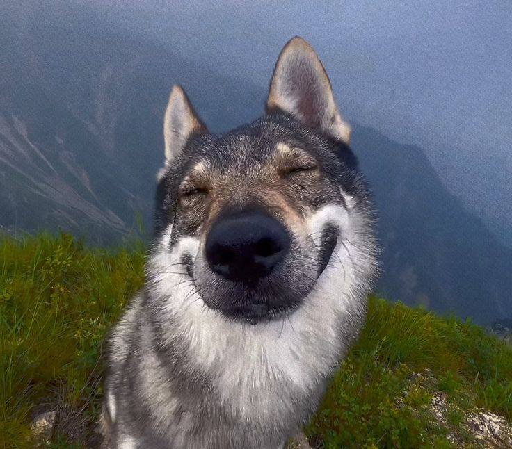 picture of a wolf looking canine facing the camera with a big smile