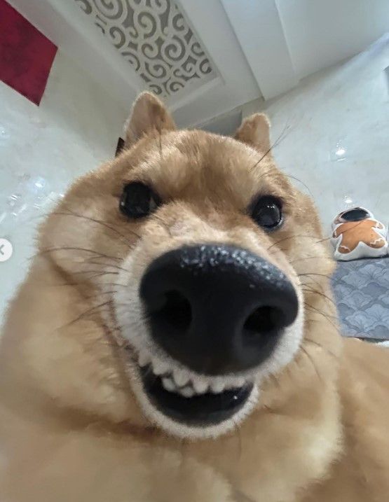 fisheye image of a shiba inu looking at the camera, teeth slightly showing