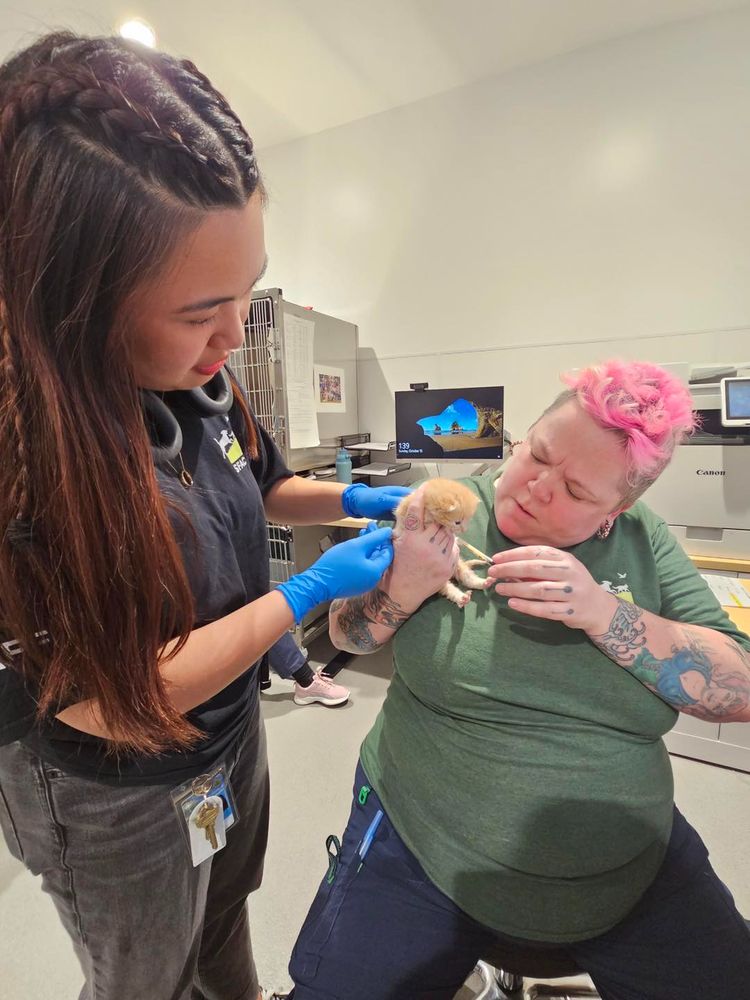 Animal Care Attendants worm an underage kitten.