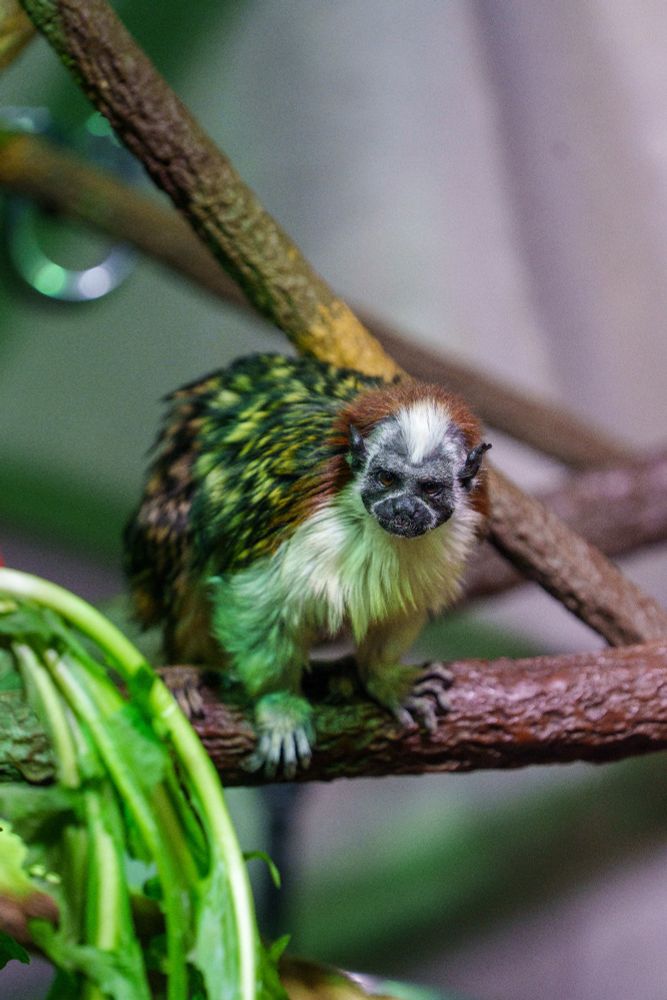 a small little monkey friend sitting on a tree branch
