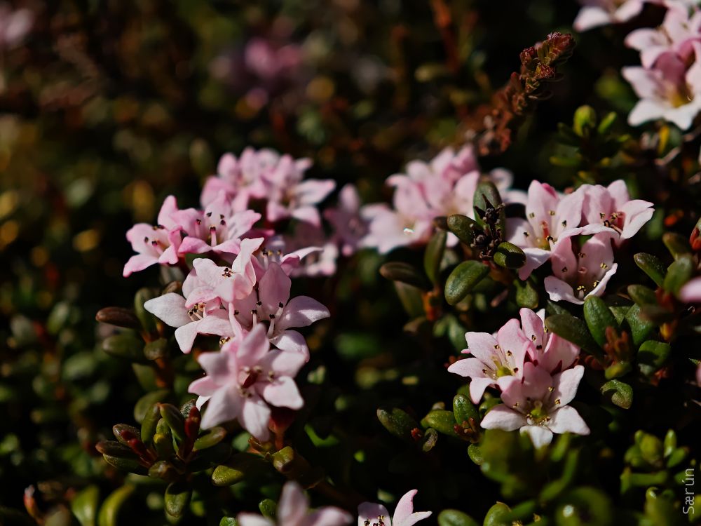 Alpine azalea (Loiseleuria procumbens) lives all around Iceland, popular with sheep. Icelandic: Sauðamergur (Rammarrow).