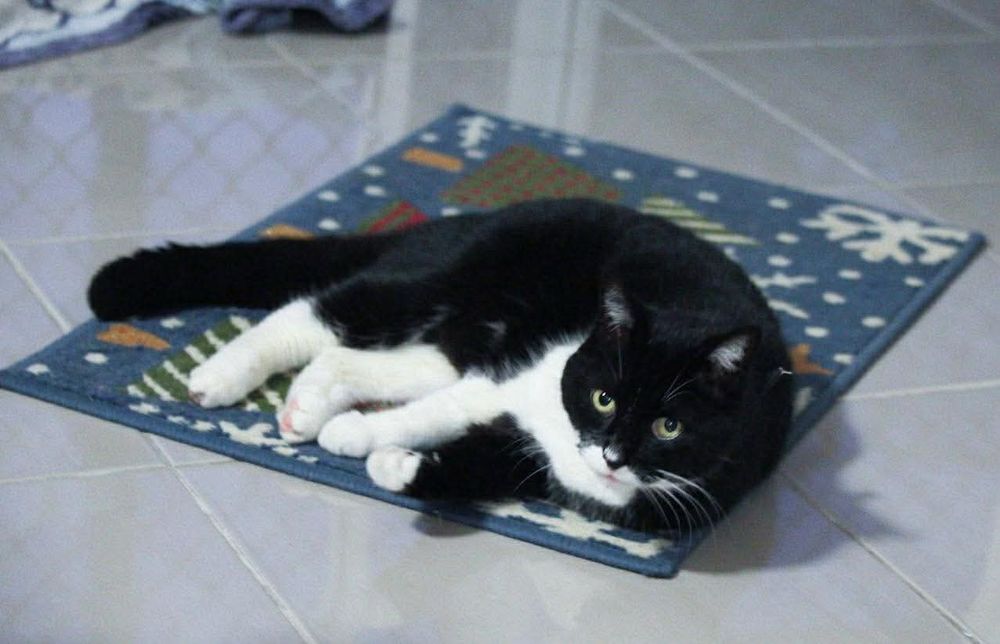 Skits, a pretty tuxedo cat, lying on a small mat on a tiled floor. She has a look on her face that seems to say that she is in the middle of something, can’t you keep it down? She wore that expression often