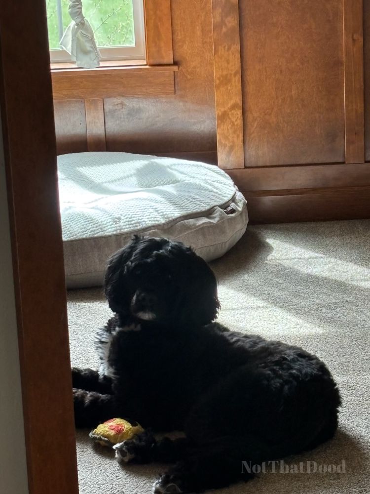 Working in dad’s office until mom gets home. 