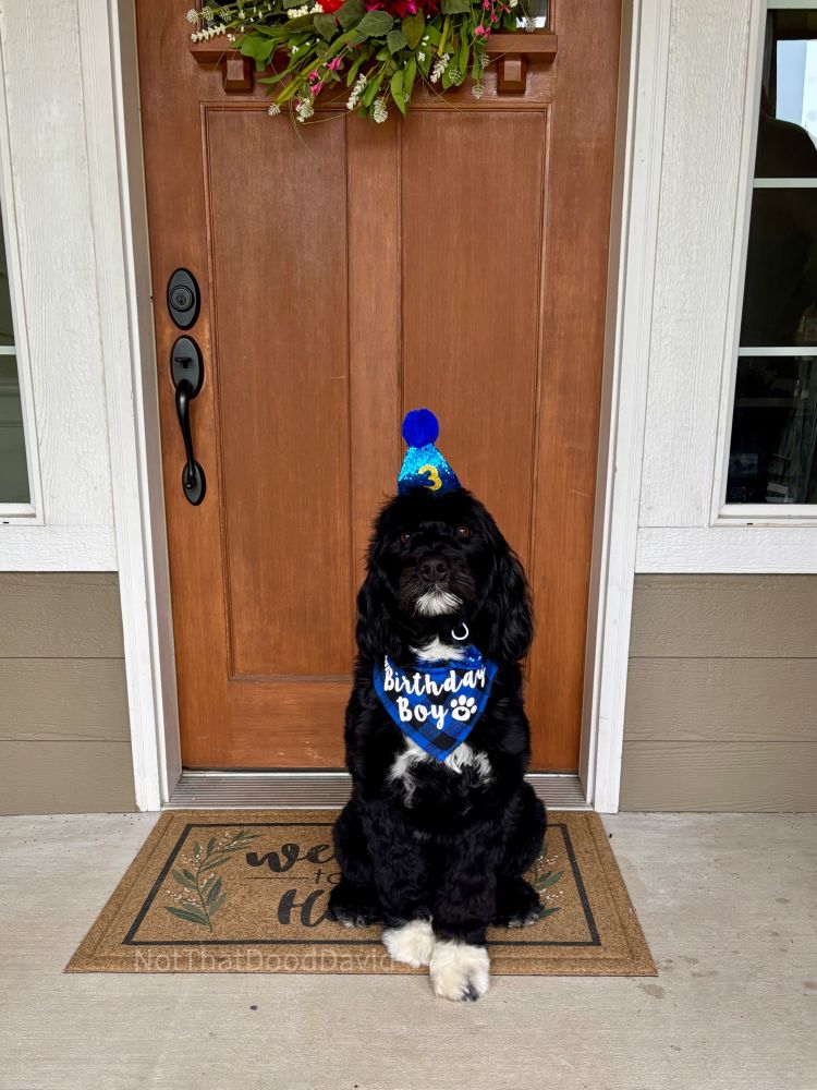 David, a black Portuguese Water Dog, is sitting in front of the front door, wearing a blue party hat with the number “3” and a blue bandanna that says “Birthday Boy.”