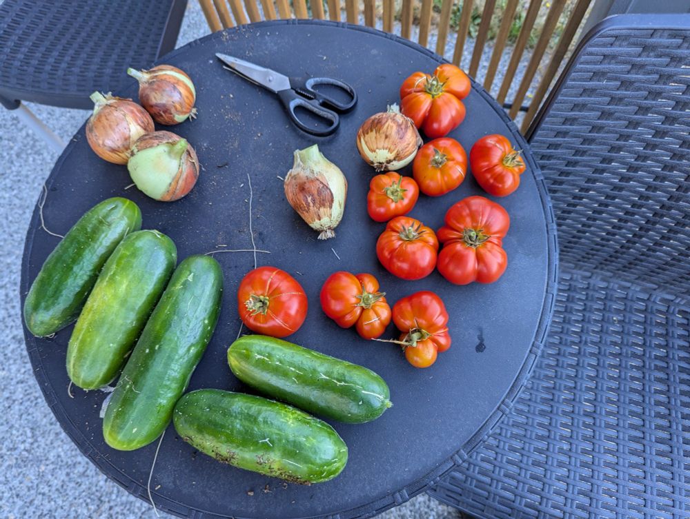 Image of tomatoes, onions, and cucumber all freshly picked from my Victory Garden. 