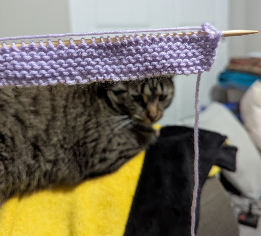 Andarna the cat looking at the string dangling from the first inch of the purple scarf I am knitting 