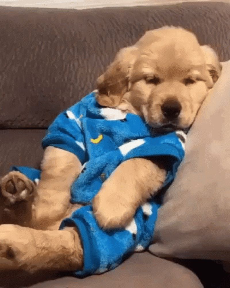 a puppy is sleeping on a couch wearing pajamas .