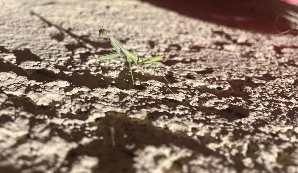 A praying mantis climbing a wall at night 