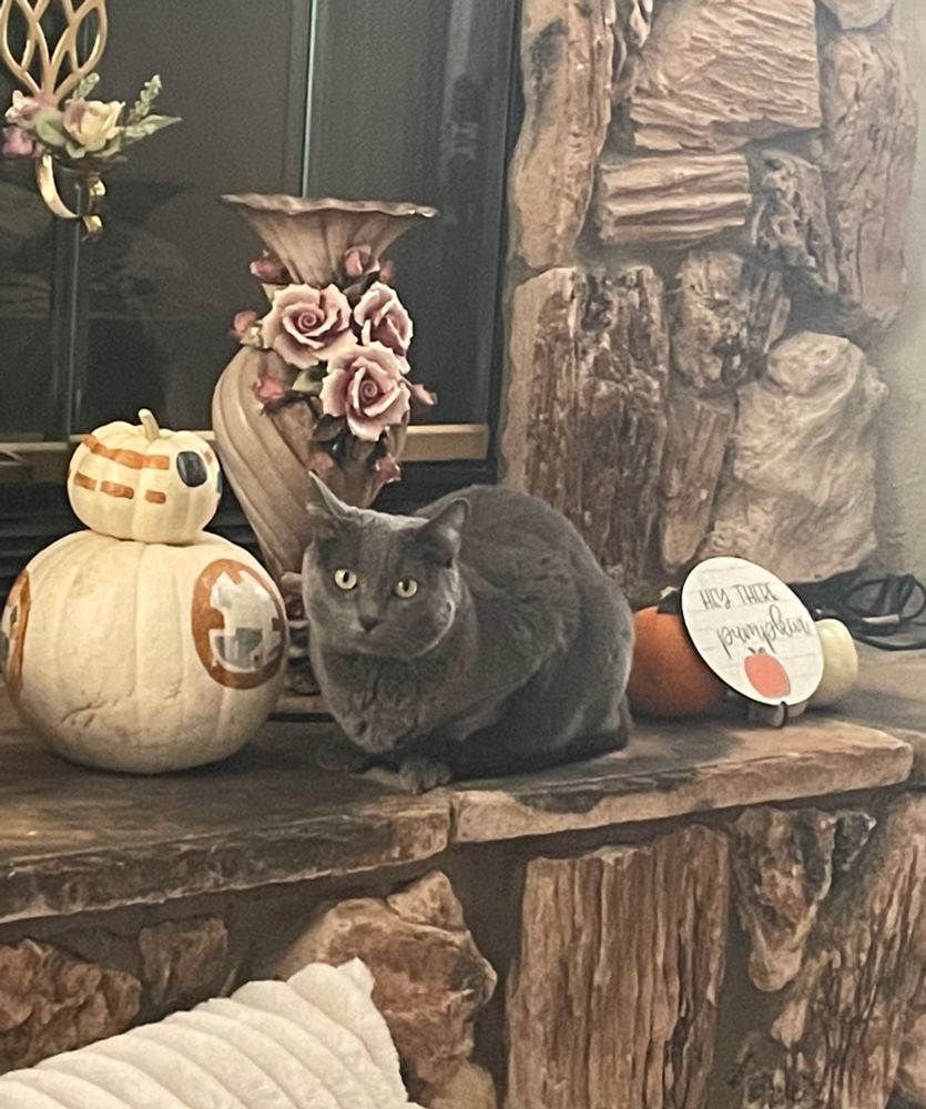 Artoo the silver cat is sitting on a fireplace beside two pumpkins painted and stacked to look like BB-8