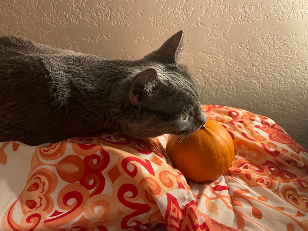 Artoo the silver cat is on her human’s pillow and sniffing a small orange pumpkin 