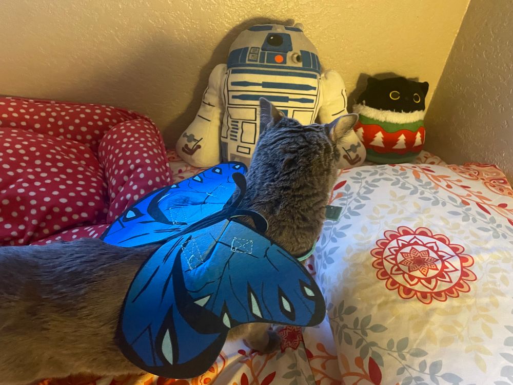 Artoo the silver cat is wearing a blue butterfly costume