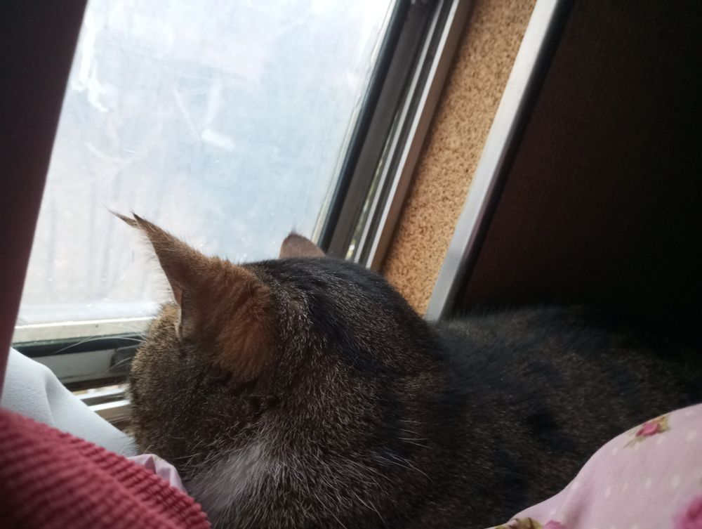 Katze schaut aus dem Fenster 