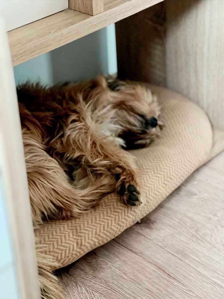 Kudłaty piesek leżący na poduszce na pustej półce regału