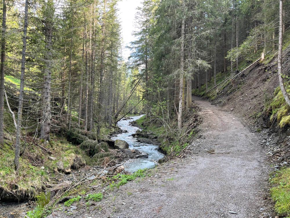 View of the Oswaldbach flowing through woods next to a track