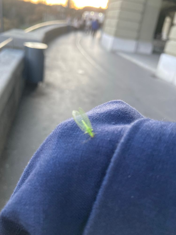 Little green insect sitting on blue cotton blazer