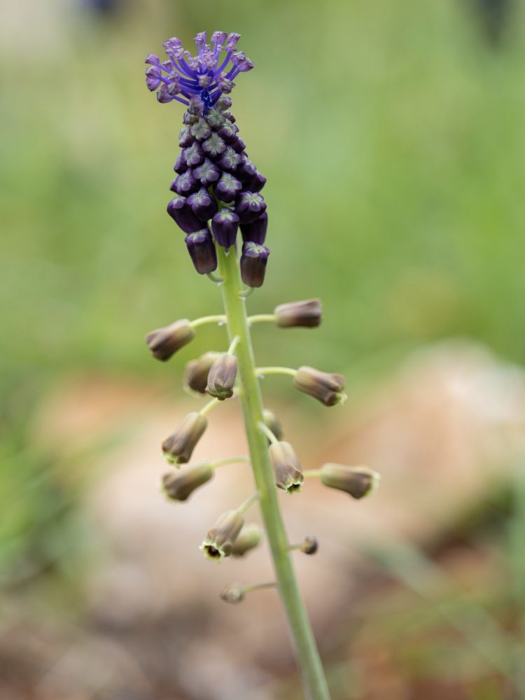 Close-up of Muscari comosum in flower. The inflorescence shows a dense terminal tuft of sterile, vivid violet to bluish-purple flowers, contrasting with the lower, widely spaced, drooping fertile flowers that are pale brownish-yellow with darker tips. The background is a natural, grassy habitat with rocks.