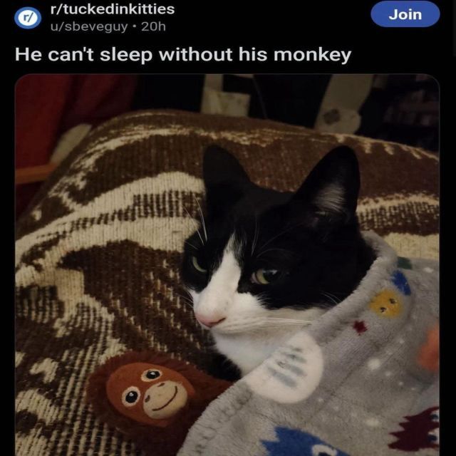 screenshot of a r/tuckedinkitties post by user sbeveguy with a photo of a tucked in cat and its little orangutan stuffed animal with the caption, “He can’t sleep without his monkey” 