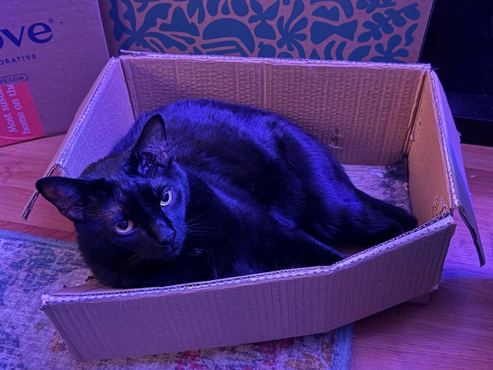 Nosferatu lounging in his favorite box that he is too big for and it’s bursting at the seams. 