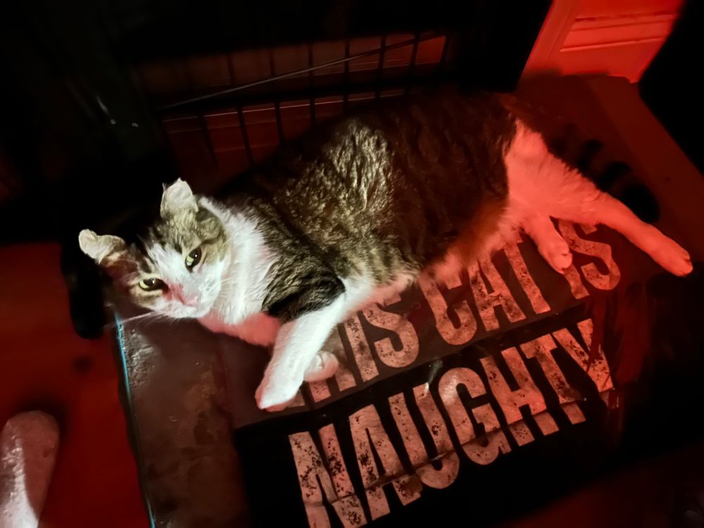 Finnegan is laying across a mat that says: “This cat is naughty”