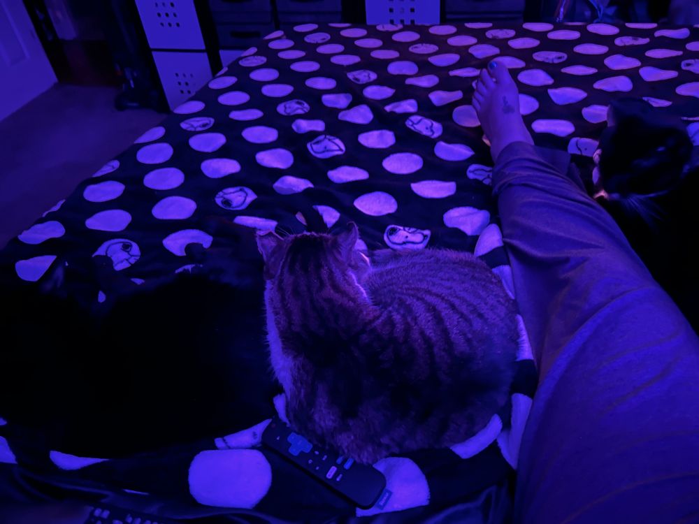 Three cats lay on the bed with their mom. Nosferatu is on the left, Finnegan in the middle, and Archimedes on the right next to mom’s left leg. 