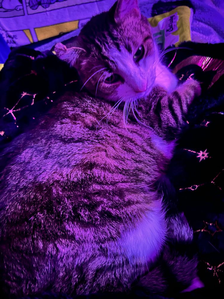 A very cute Finnegan is laying on a dark colored blanket with moons and suns and stars on it.
