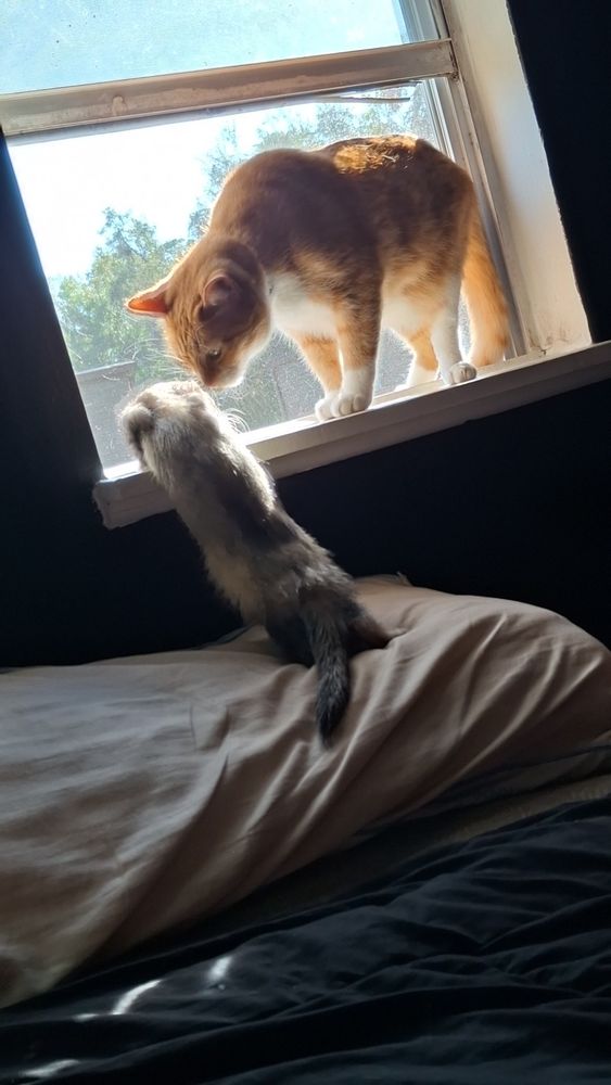 A brave ferrets tries to join an orange cat in the window. 