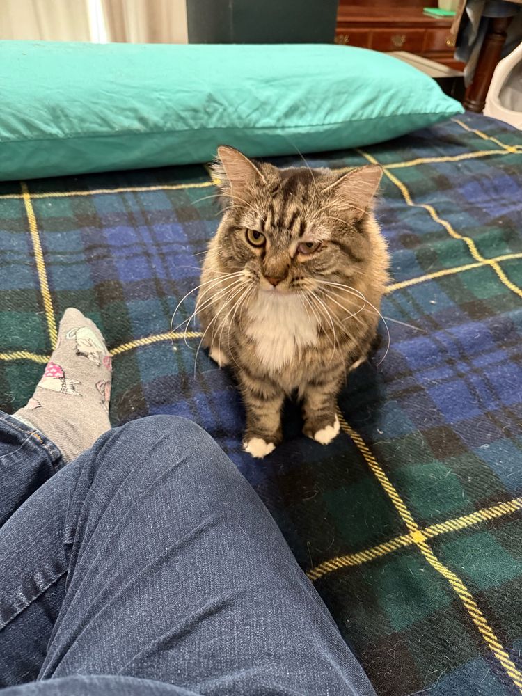 A medium haired gray tabby cat sits on a bed with a blue plaid blanket.