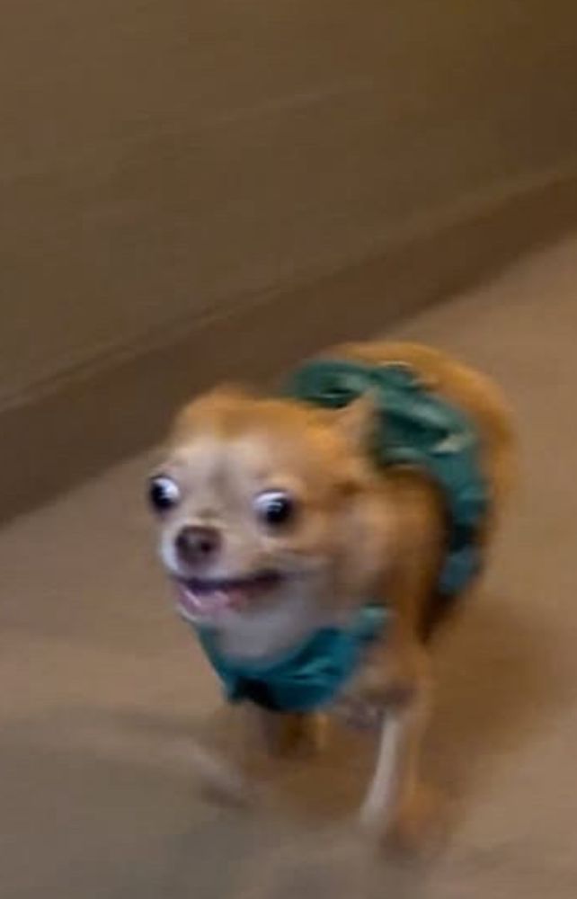 A cute chihuahua (from We Rate Dogs iirc) running down a beige hallway sooo fast with its eyes bulging. It looks like it's smiling & it's running so fast its paws are blurry.