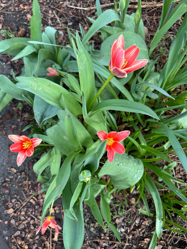 Green leaves of tulips and four open tulip blossoms that are coloured red with yellow in the centre. 