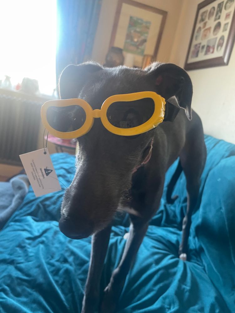 Poppy. A whippet ware g sunglasses.