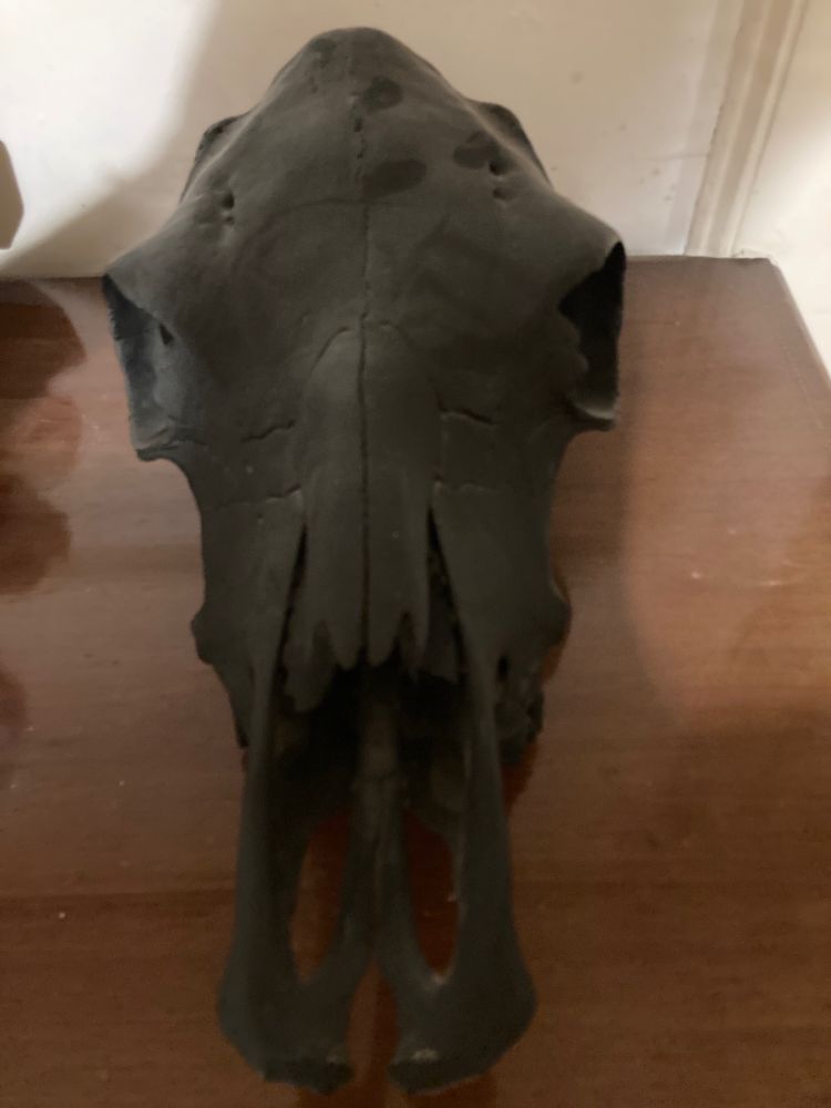 A horse (I think) skull painted black.