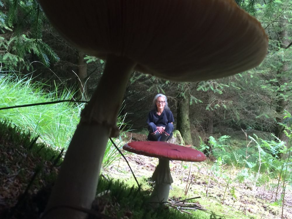 Fly agaric mushrooms in Galloway Forrest.