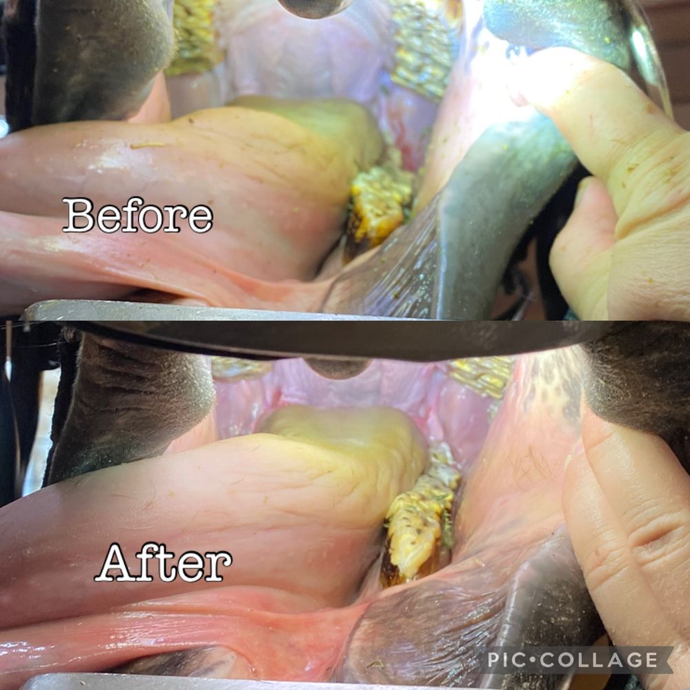 before and after photos of the inside of a horses mouth before and after having her teeth floated. The top photo shows teeth with sharp points, and the inside of the bottom teeth towards the tongue is significantly higher than the outside towards the cheek. This imbalance is causing the malocclusion. In the after photo you can see the higher side is now lower and much closer in height to the lower side. The teeth also are rounded so no more sharp edges 