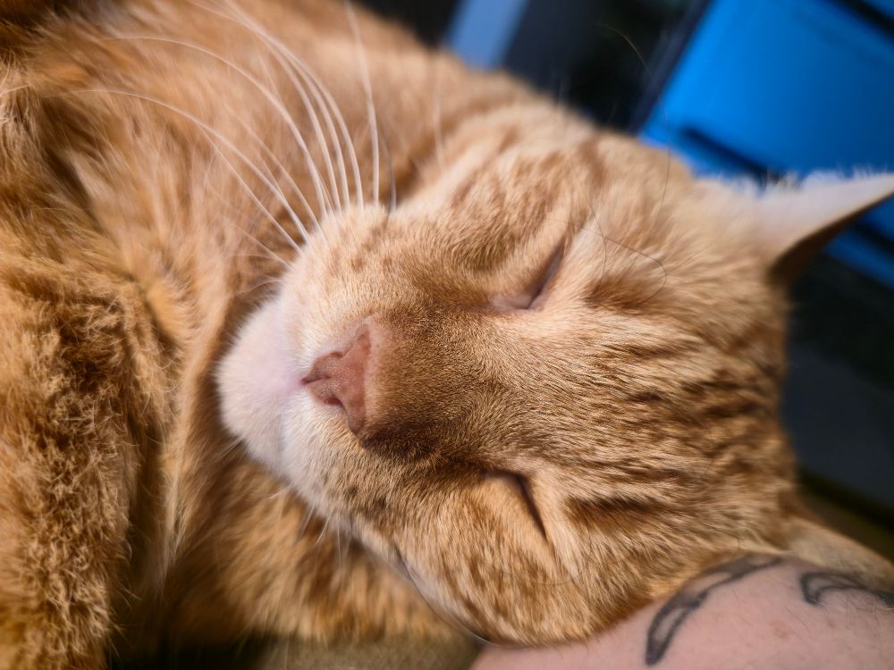 An orange tabby cat lays on a tattooed arm, eyes closed in contentment.